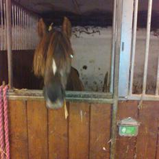 Welsh Pony (sec B) Præstetoftens Für Elise