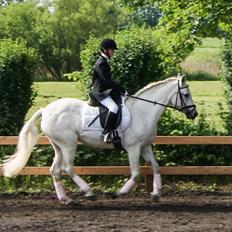 Connemara Katrinebjergs Komtesse | Tøsen [Himmelhest]