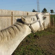 Welsh Pony (sec B) Bjerregårds Raiman (Lånepony)