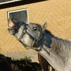 Welsh Pony (sec B) Bjerregårds Raiman (Lånepony)