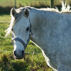 Welsh Pony (sec B) Bjerregårds Raiman (Lånepony)
