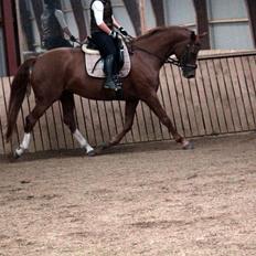 Dansk Varmblod Déjà Vu