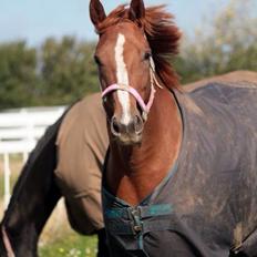 Dansk Varmblod Déjà Vu