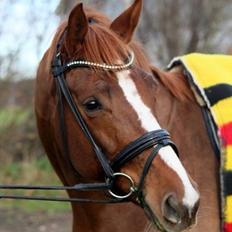 Dansk Varmblod Déjà Vu