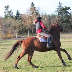 Dansk Varmblod Lopez