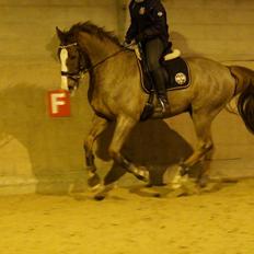 Dansk Varmblod Latino Lorenzo