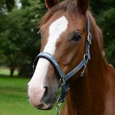 Dansk Varmblod Latino Lorenzo