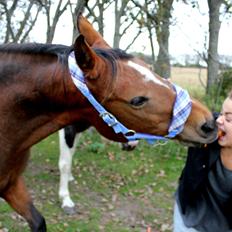 Dansk Varmblod Gladi