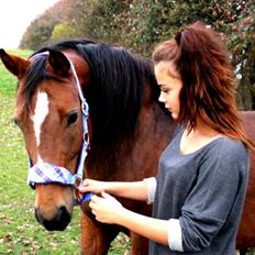 Dansk Varmblod Gladi