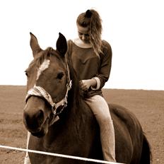 Dansk Varmblod Gladi