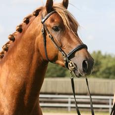 Welsh Cob (sec D) Reballe Centaurium