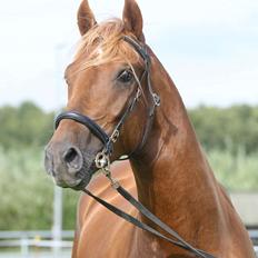 Welsh Cob (sec D) Reballe Centaurium