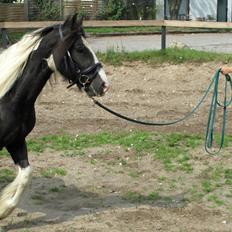 Tinker Bakkegaardens Aragon