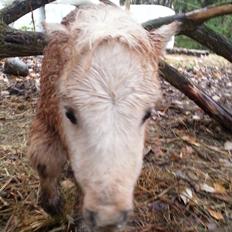 Anden særlig race Viktoria