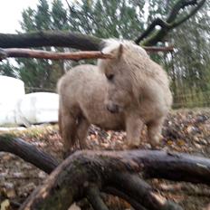 Anden særlig race Viktoria