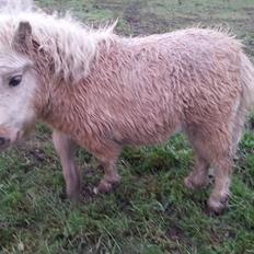 Anden særlig race Viktoria