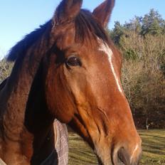 Dansk Varmblod Salter tranebo