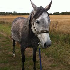 Arabisk fuldblod (OX) Eówyn