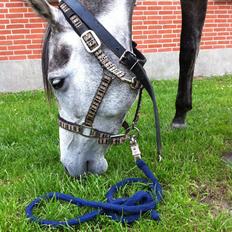 Arabisk fuldblod (OX) Eówyn