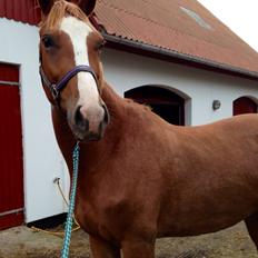 Dansk Varmblod Imagine My Heart Z [Låner]