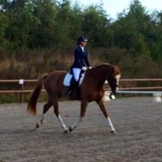 Dansk Varmblod Imagine My Heart Z [Låner]