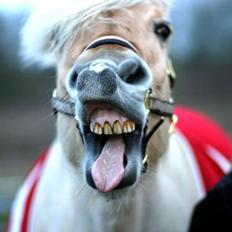 Fjordhest Vængets Mirabel