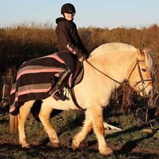 Fjordhest Vængets Mirabel