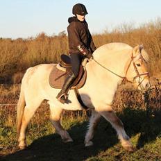 Fjordhest Vængets Mirabel