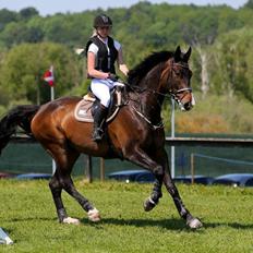 Polsk Varmblod Hatilio