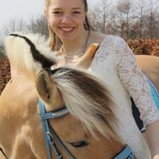 Fjordhest (Norsk fuldblod) Niller (Felix) //MY SOULMATE//