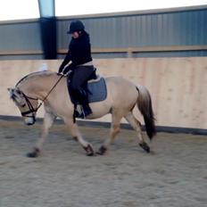 Fjordhest Morten Drejer