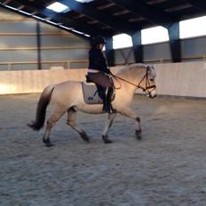 Fjordhest Morten Drejer