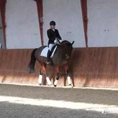 Dansk Varmblod Viekjærsvangs Mae West