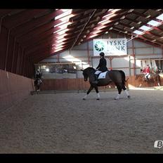 Dansk Varmblod Viekjærsvangs Mae West