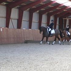 Dansk Varmblod Viekjærsvangs Mae West