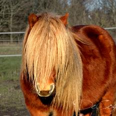 Shetlænder † Pjuske aka. Rufus af Rønhøj †