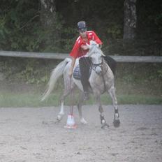 Arabisk fuldblod (OX) Faari Hissan Star