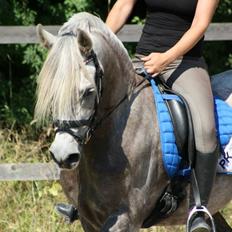 Arabisk fuldblod (OX) Faari Hissan Star