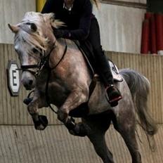 Arabisk fuldblod (OX) Faari Hissan Star