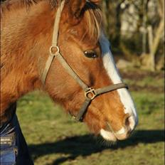 Anden særlig race Schato