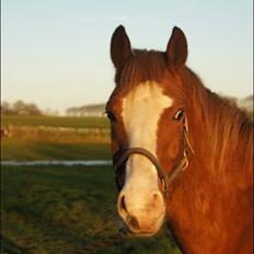 Anden særlig race Schato