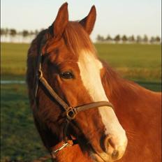 Anden særlig race Schato