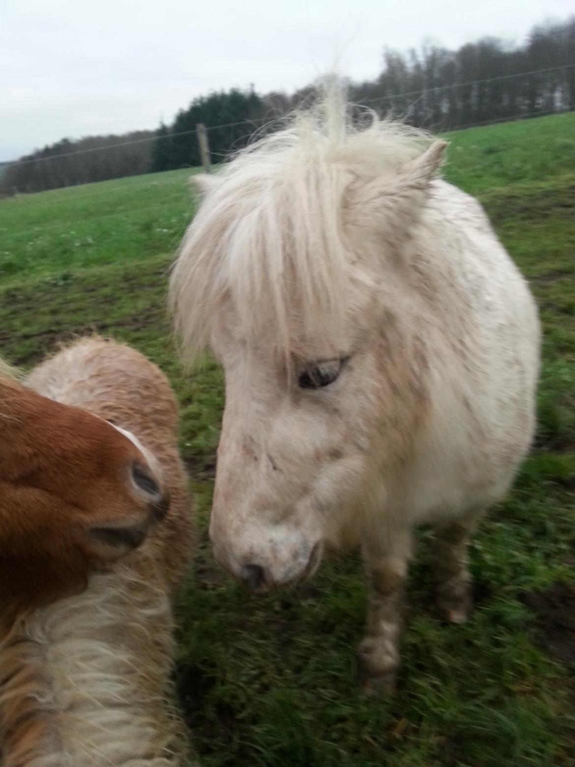 Anden særlig race Silke billede 3
