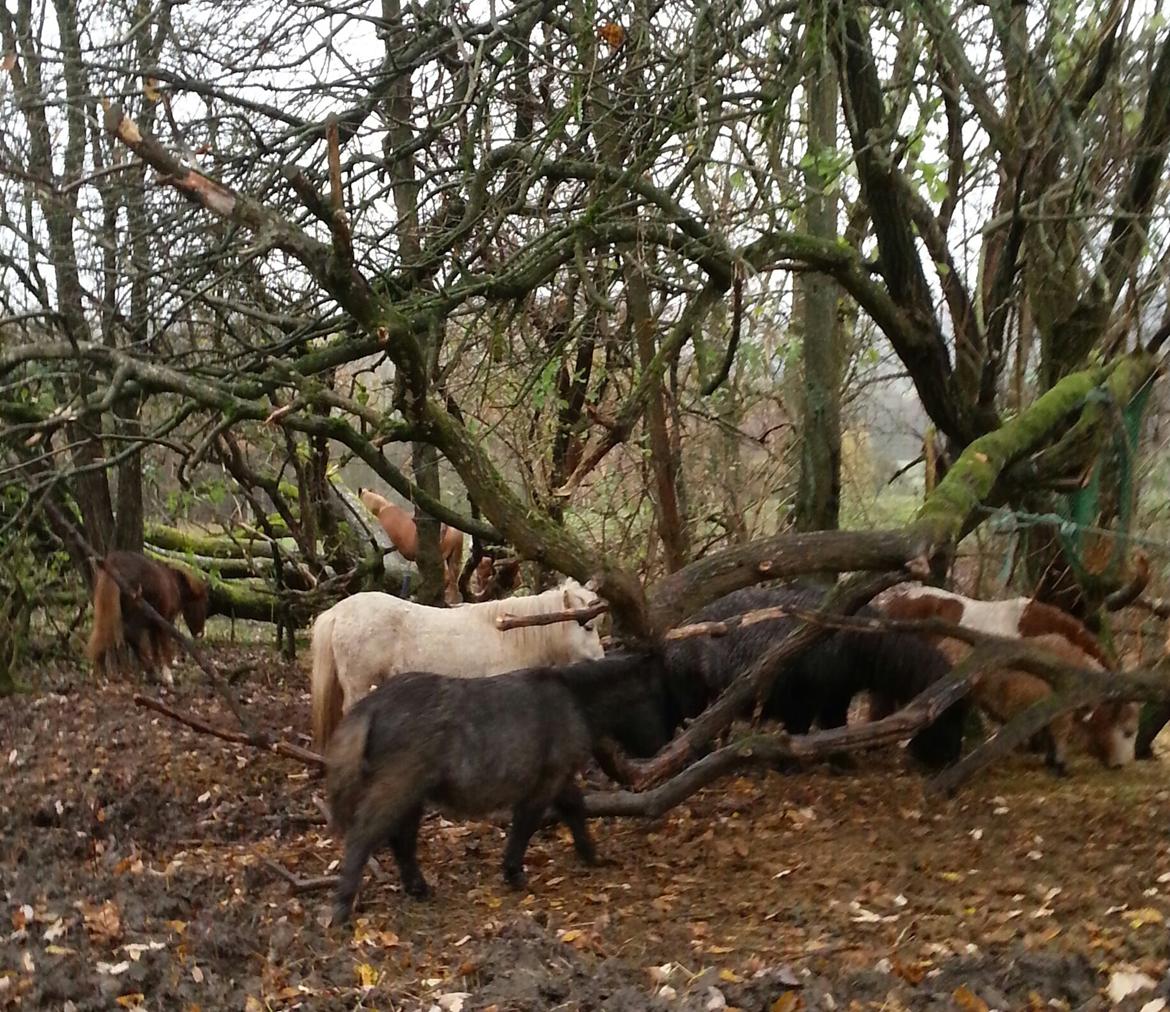 Anden særlig race Silke billede 4