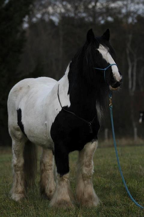 Tinker Tombola billede 37