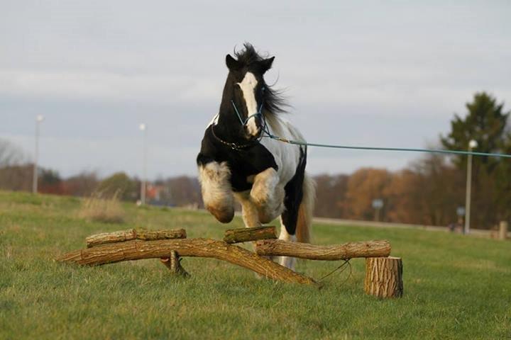 Tinker Tombola billede 38