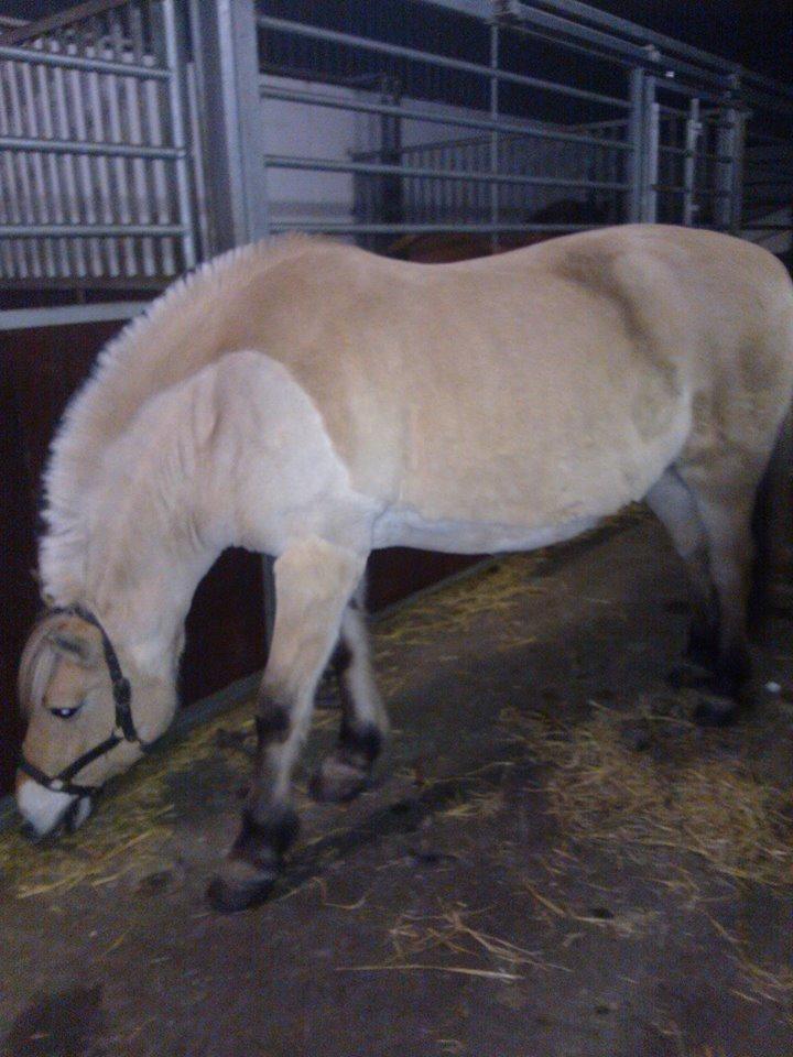 Fjordhest Josefine billede 10