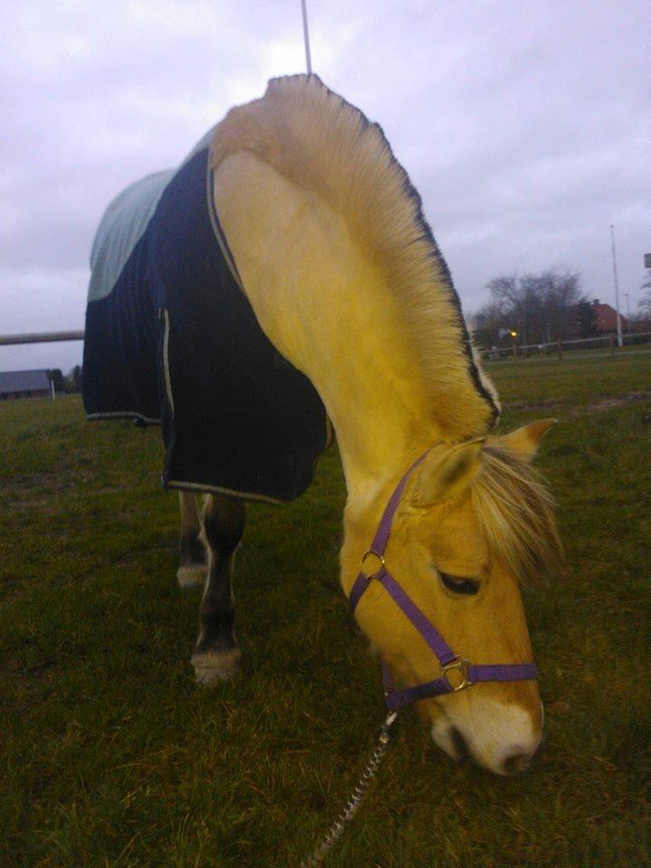 Fjordhest Josefine billede 11