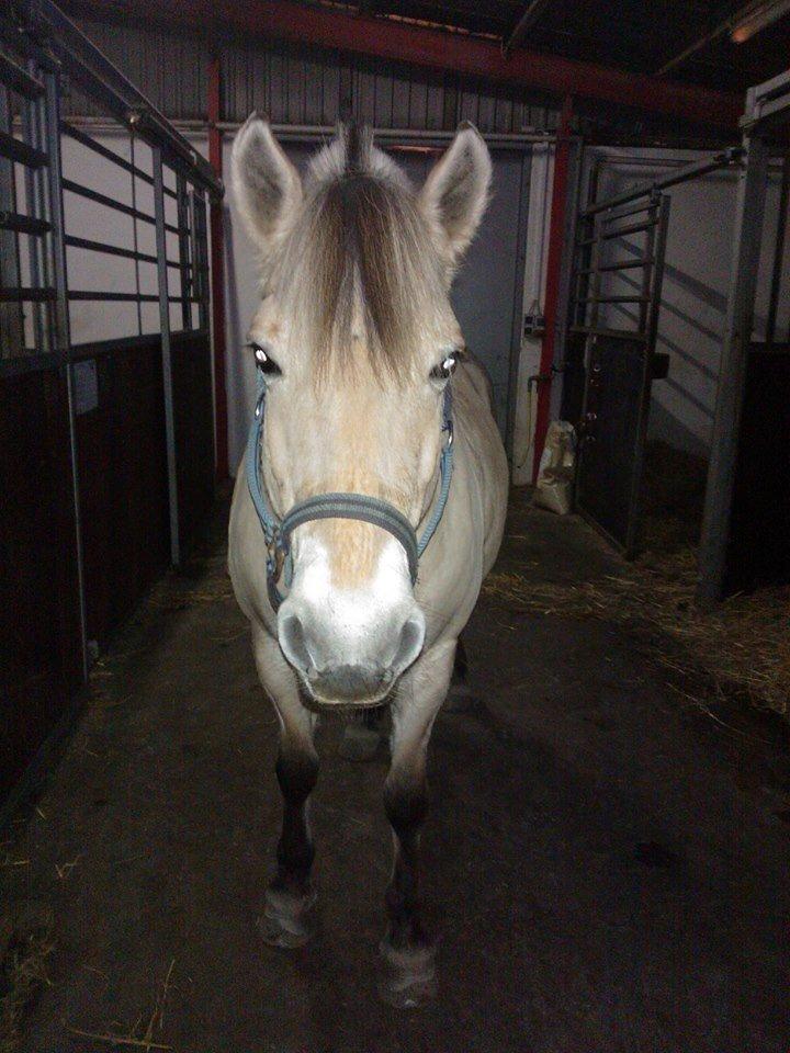 Fjordhest Josefine billede 13