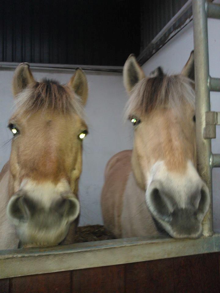 Fjordhest Josefine billede 15